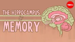 What happens when you remove the hippocampus? - Sam Kean