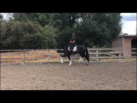 I.P.S Kaliefa (I.P.S Bon Bravour x Krack C)