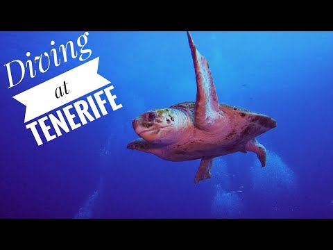 DIVING AT SOUTH TENERIFE