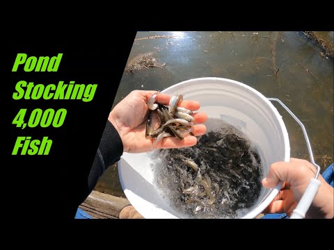 Stocking thousands of fish in my pond!
