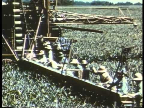 Harry Bridges: A Man and His Union