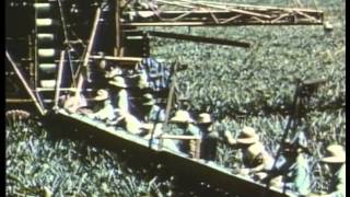 Harry Bridges: A Man and His Union