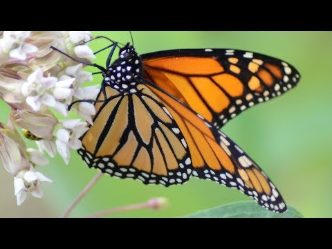 Monarch butterfly eating nectar in flowers