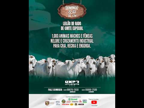 LEILÃO DE GADO AO VIVO / UMUARAMA - PR- Lances- (44) 9 9976-2930