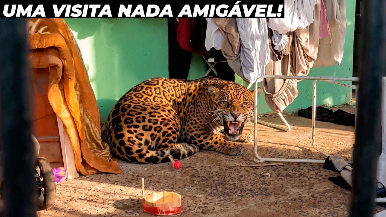 Onça é encontrada embaixo de varal de roupas e surpreende a todos