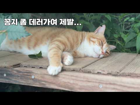 꽁지 때문에 폭염보다 더 힘들어요