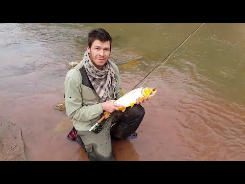 Dorado en Salta