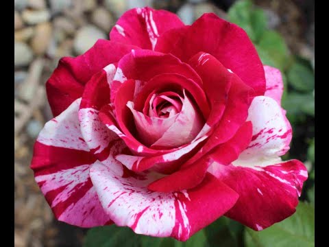 20th Spring Convention : Sunday Morning