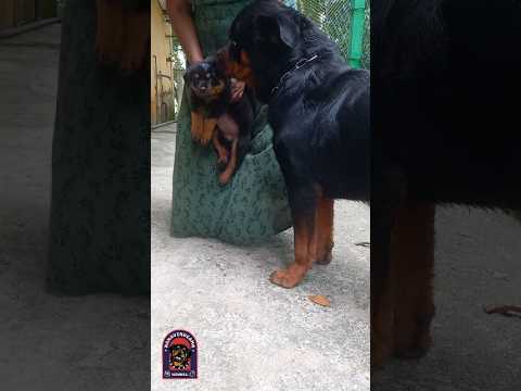 PUPPY #fyp #foryou #foryourpage #viralvideo #viralshort #trending #shorts #reels #srilanka #pets