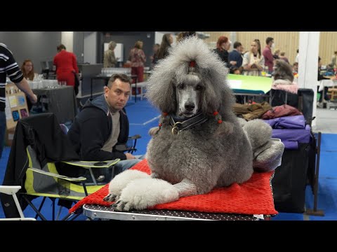 Výstava pudlů ve Svitávce 2021