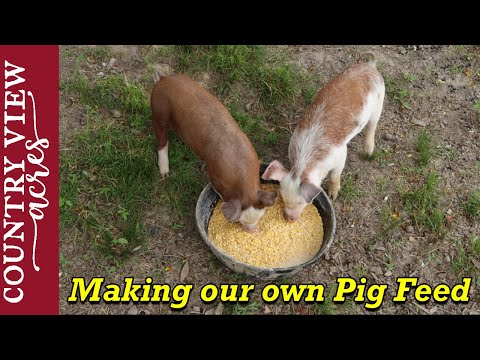 Homemade Pig Feed and Expanded Goat Area