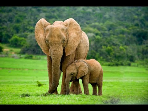Szeged Zoo - Elephants (Outside)