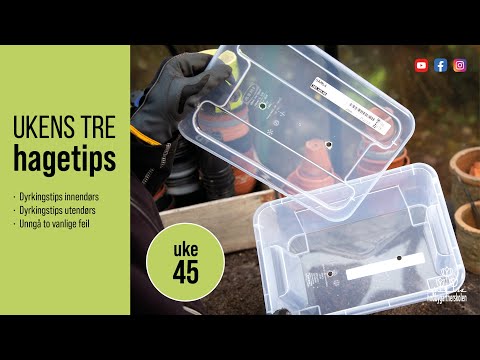 Tips til dyrking innendørs og utendørs om vinteren