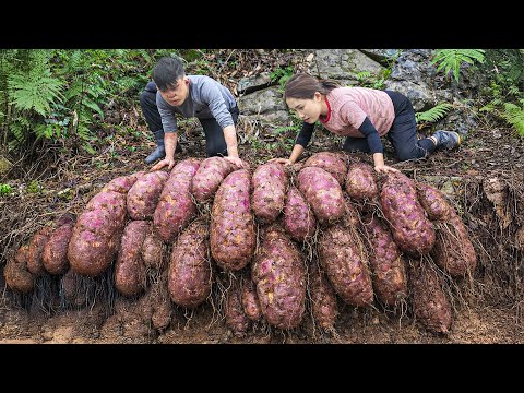 Harvesting Giant Purple Yams In Forest, Surprised By High Yield | Self-Sufficient Living