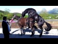 Horse Mating Life Of A Horses Part 2
