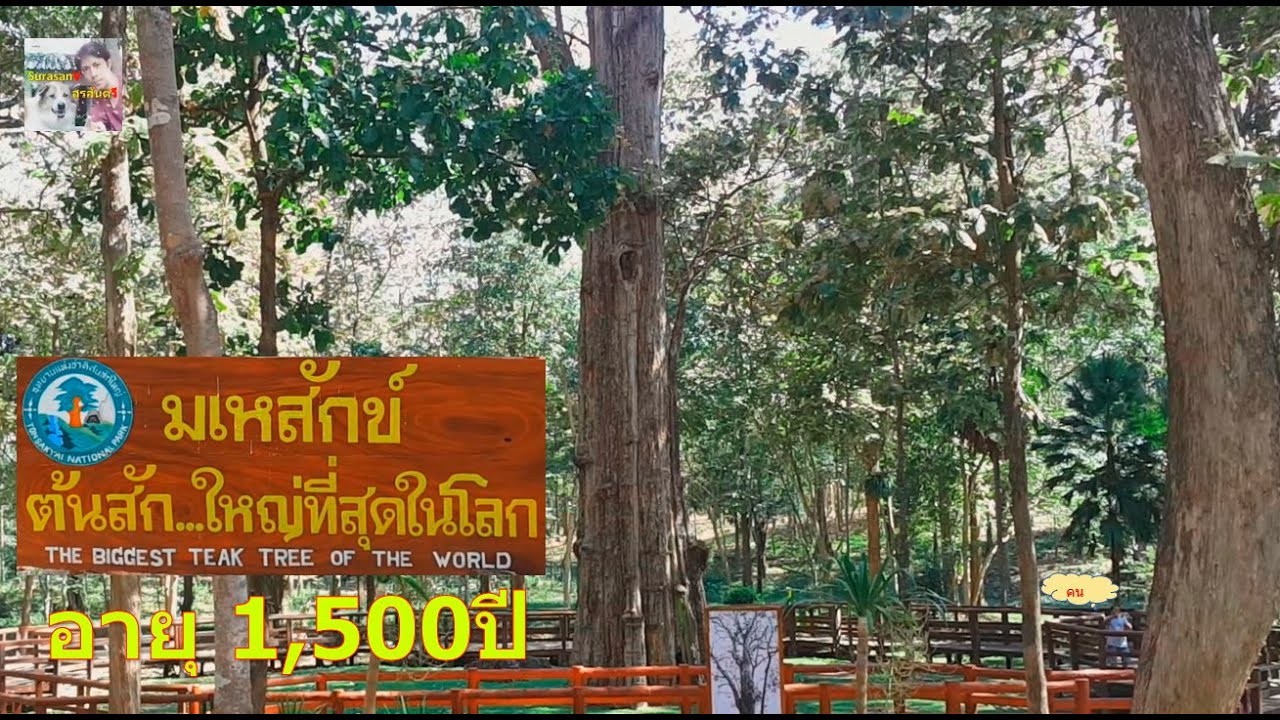 วนอุทยานต้นสักใหญ่