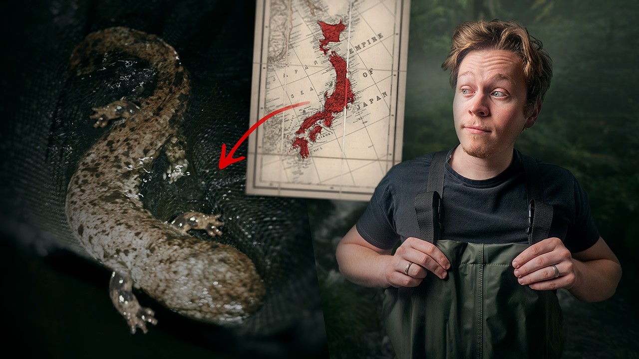The Race to Save Japan's Giant Salamanders