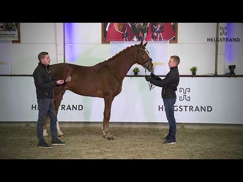 Diaz Skovvang by D'avie / De Noir - stallion born 2018 DK