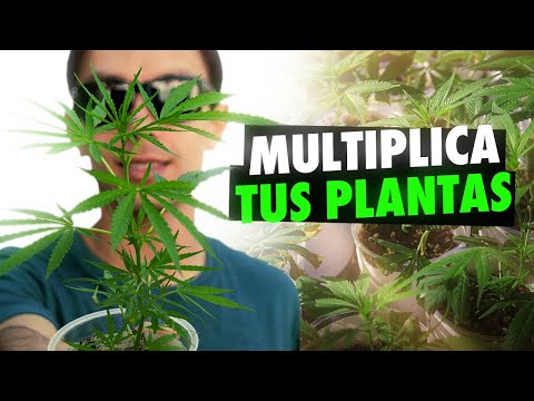 Guía básica para hacer ESQUEJES