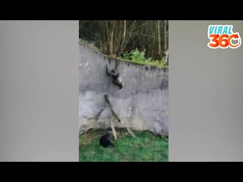 🐒Chimpancé se fuga de su recinto del zoológico🐒