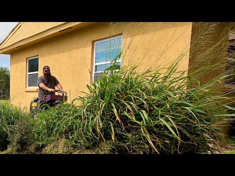 NIGHTMARE CITY VIOLATION CUT - EXTREMELY OVERGROWN property! / FREE LAWN MAKEOVER