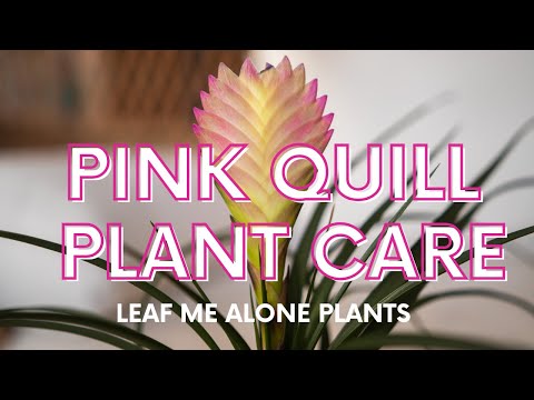 , title : 'Pink Quill Plant (Wallisia Cyanea) Care Guide For Beginners'