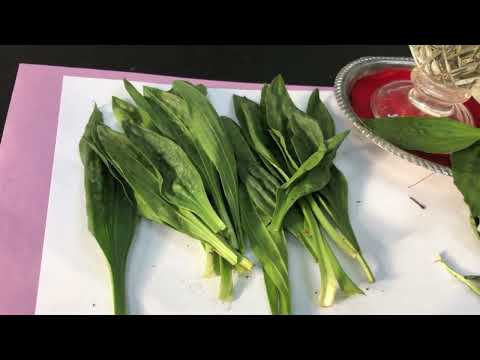 How to Use Plantain and What It's Good For