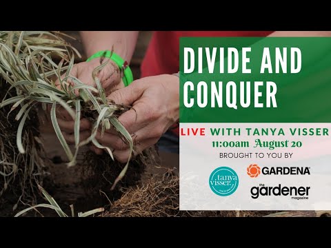 Divide and Conquer Masterclass with Tanya Visser