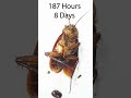 How many days can a cockroach survive without food and water?