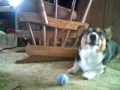 Max Howling At Aint No Bugs On Me Commercial