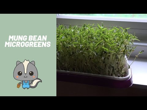 GROWING MUNG BEAN MICROGREENS