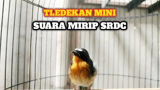 Download lagu SUARA BURUNG TLEDEKAN MINI GACOR❗ mp3