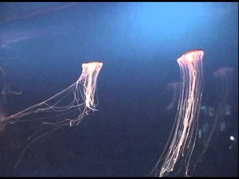 2005.02.07 關西北陸自助旅行 大阪水族館 海遊館 水母