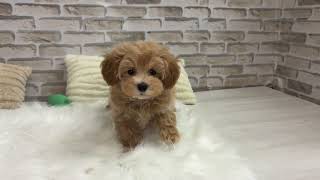 ハーフ犬の動画01