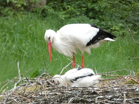 Nadine and Frank on Tour - Zu Besuch im Wildpark Eekholt Teil 2 - Störche, Reiher, Schlangen & Co