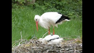Nadine and Frank on Tour - Zu Besuch im Wildpark Eekholt Teil 2 - Stör