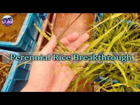 Chinese scientists unlock "longevity genes" in wild rice, paving ...
