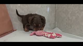 ハーフ犬の動画01