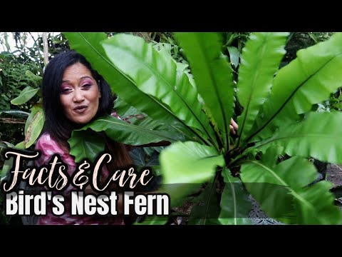 ALL ABOUT THE BIRD'S NEST FERN - Facts & Care of Asplenium Nidus, Tropical Foliage Plant, Houseplant