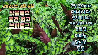 식물튜브 물건입고 브이로그~ (구멍 몬스테라, 하트 알로카시아, 아스파라거스, 할미꽃, 바이올렛, 향베고니아…