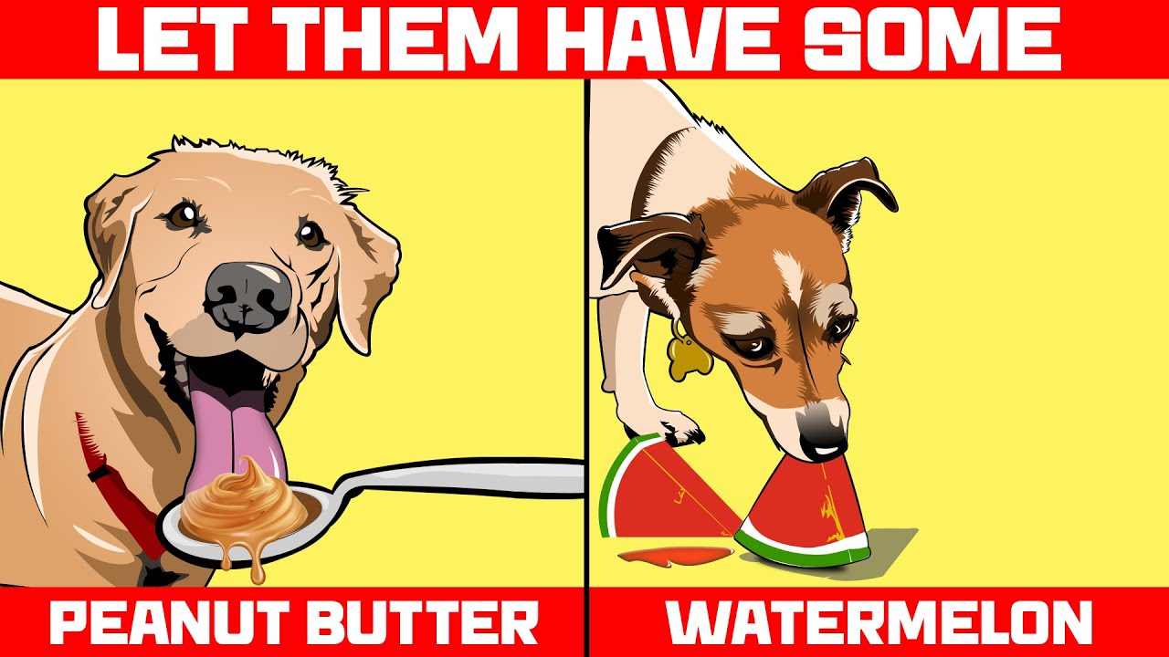 Human Foods that Are Actually Good for Dogs