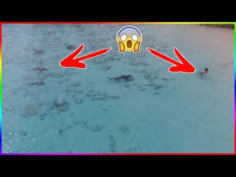 DES REQUINS ATTAQUENT UN ENFANT !!!