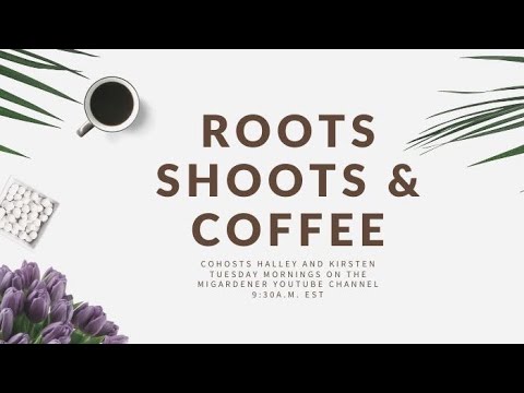 Roots Shoots  Coffee EP. 8 - Grow Lights Grow More
