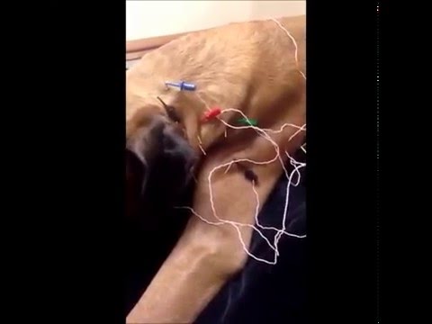 Nazeer having acupuncture