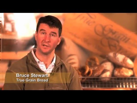 True Grain Bread - What is Modern Wheat?