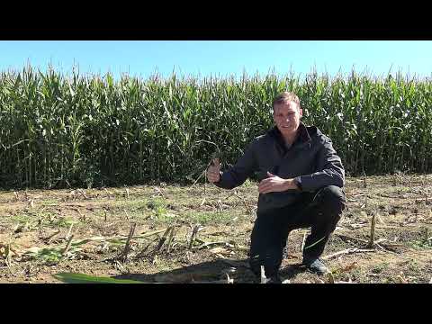 Pflanzenbau Aktuell - Wachstumsregler Winterraps und Maiszünsler