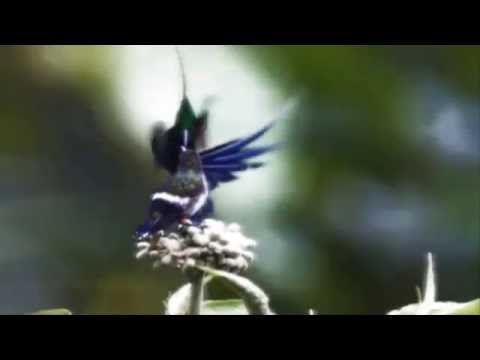 Anita Lipnicka PTASIEK (Unofficial Video)