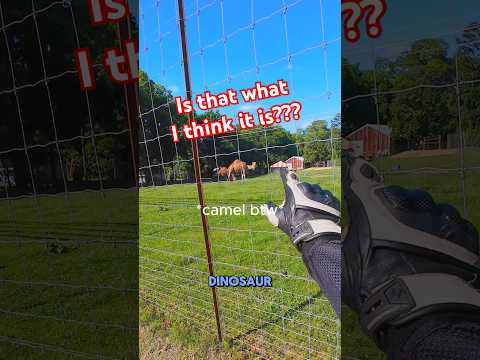 I thought finding the camel was the weird part 😭 #bikerboy #motovlog #biketok #chaos #funny