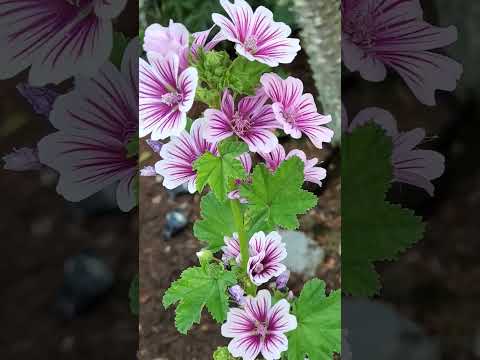 Malva Sylvestris Zebrina - Hollyhock Mallow Perennial grown from seeds. #florida #gardening