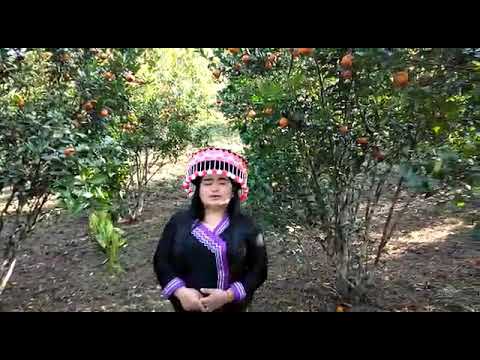 Yaj nyuam hais kwv txiaj nco qub hluas nraug